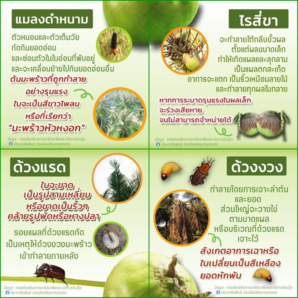 ศัตรูมะพร้าว