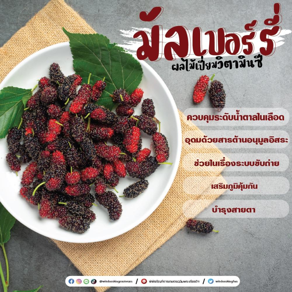 มัลเบอร์รี่ ผลไม้เปี่ยม วิตามินซี