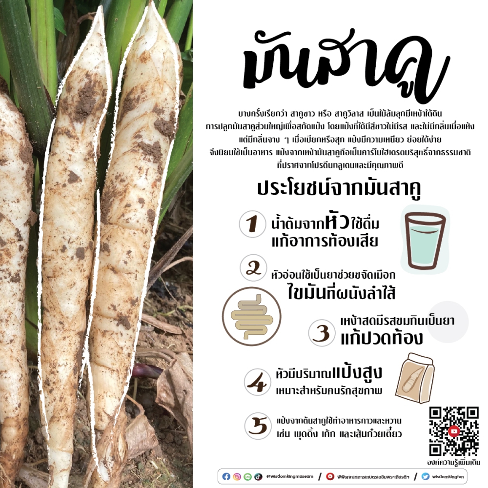 มันสาคู