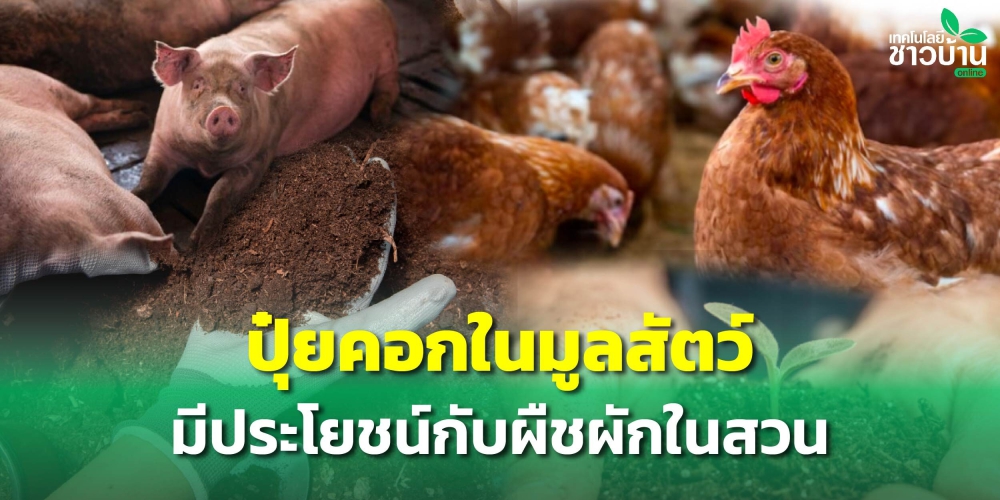 “ปุ๋ยคอก” ในมูลสัตว์มีประโยชน์ต่อพืชผักอย่างไร ??
