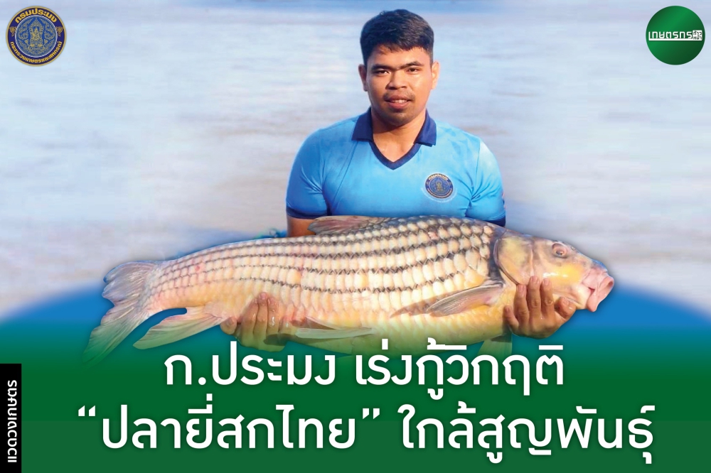 กรมประมง เร่งกู้วิกฤต ปลายี่สกไทย ใกล้สูญพันธุ์
