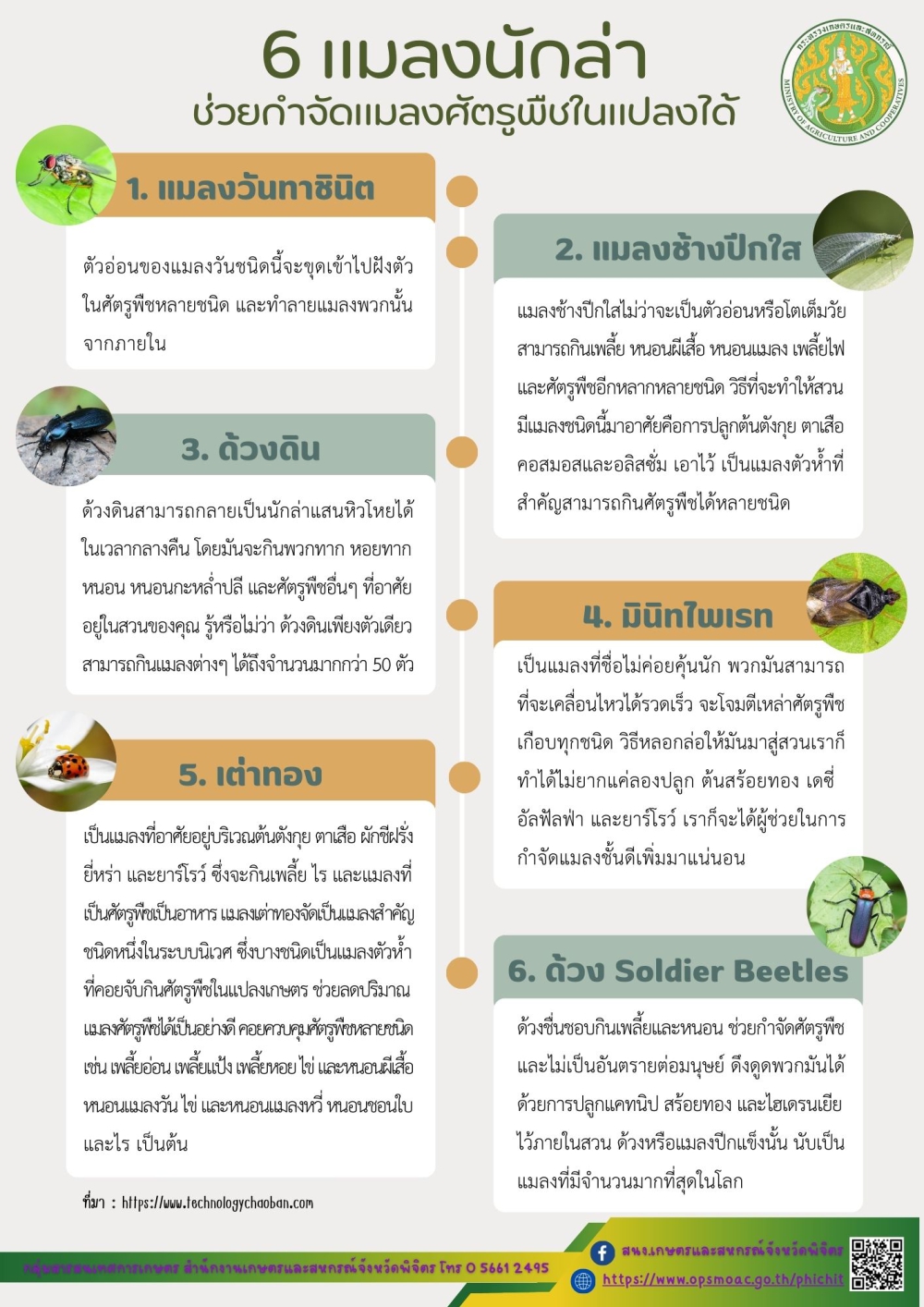 6 แมลงนักล่า ช่วยกำจัดแมลงศัตรูพืชในแปลงได้
