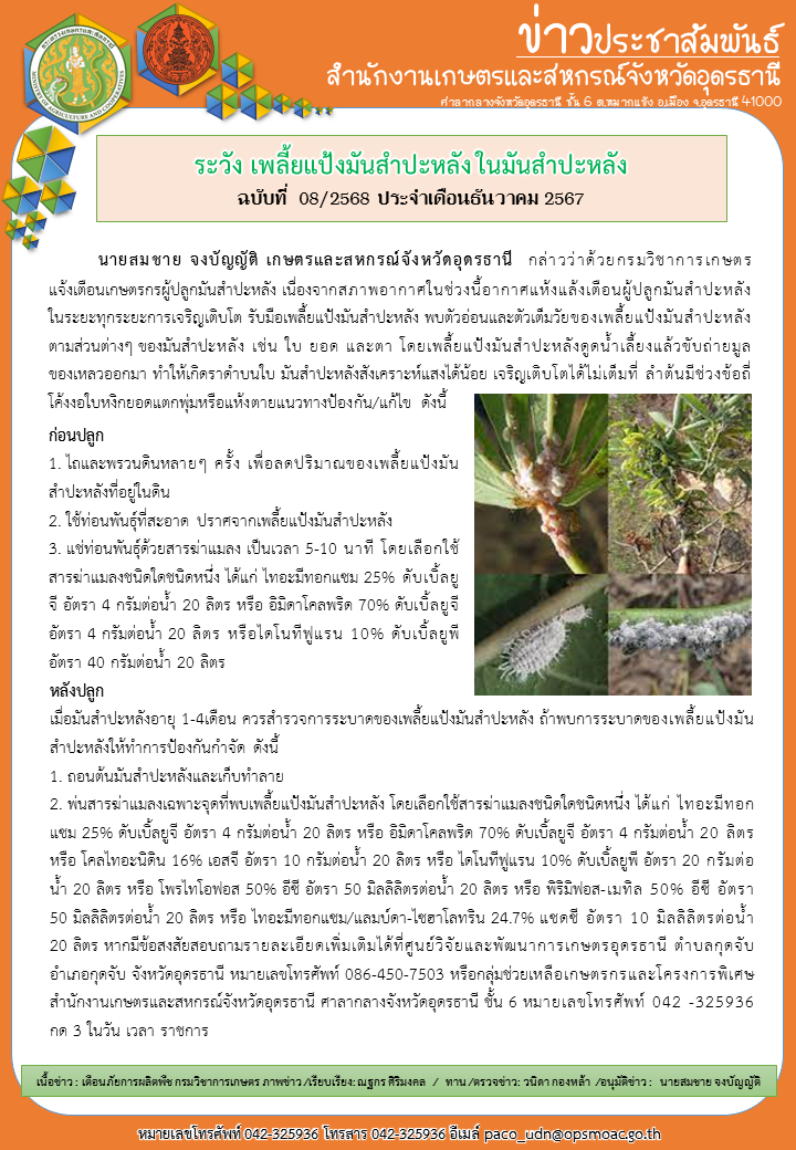 ระวัง เพลี้ยแป้งมันสำประหลังในมันสำปะหลัง