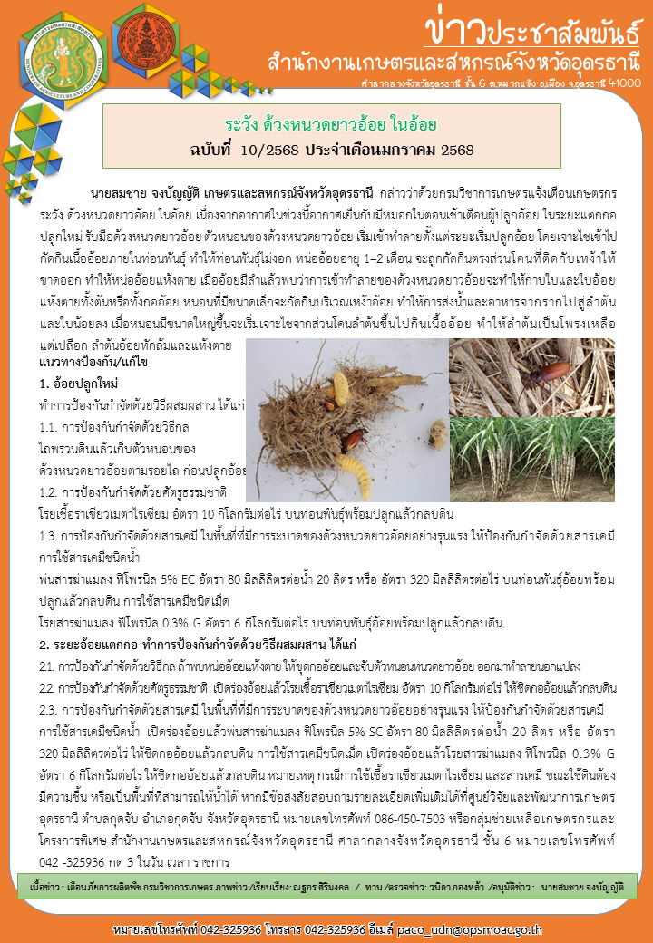 ระวัง ด้วงหนวดยาวอ้อย ในอ้อย