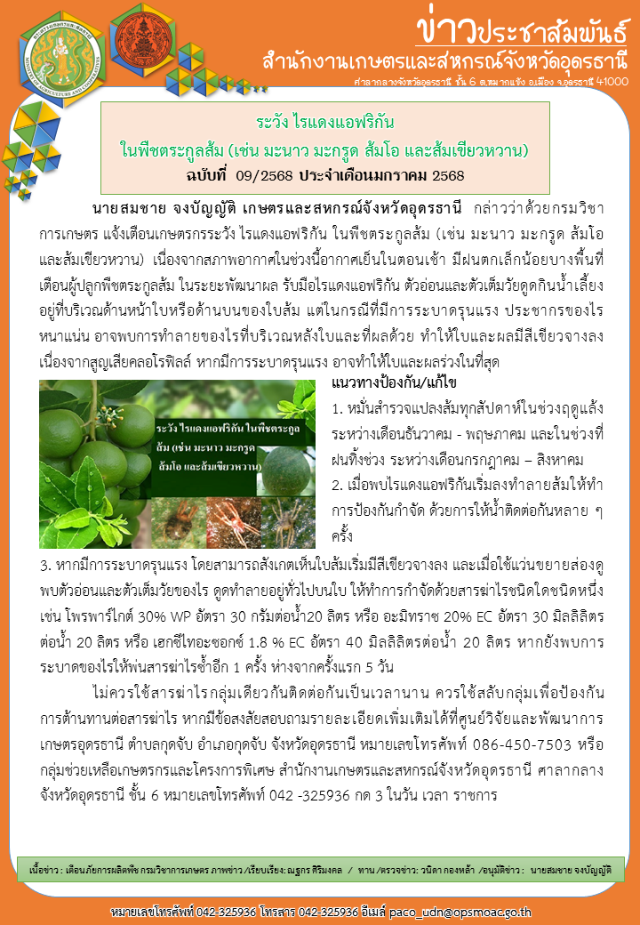 ระวังไรแดงแอฟริกันในพืชตระกูลส้ม(เช่น