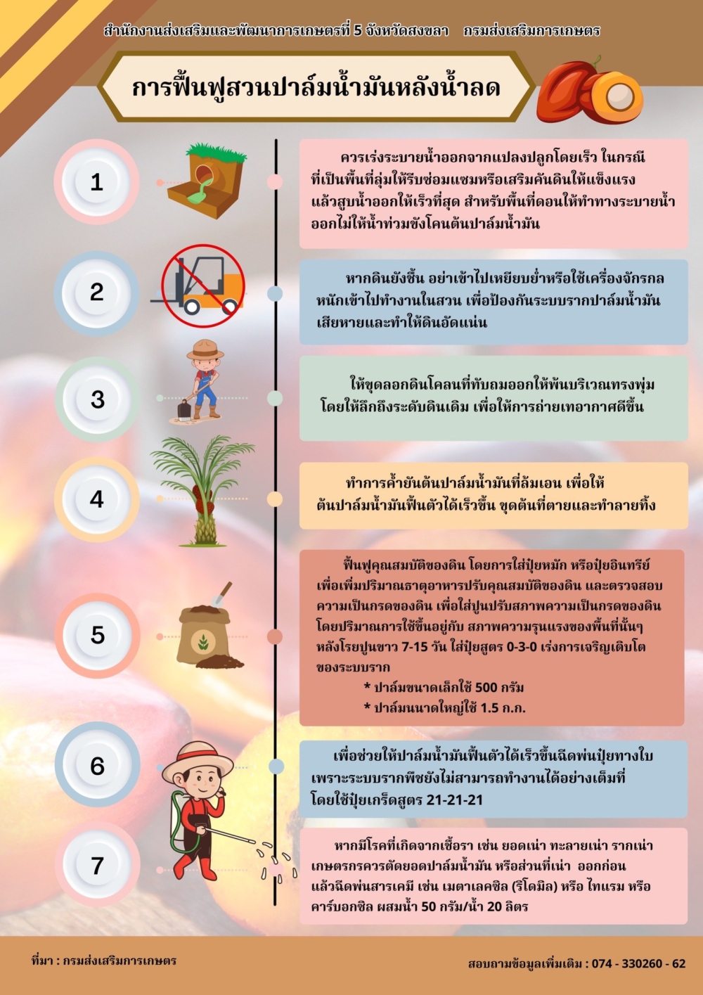 การฟื้นฟูสวนปาล์มน้ำมันหลังน้ำลด