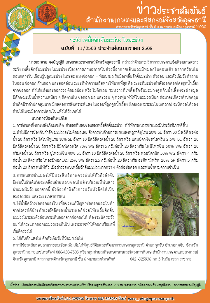 ระวัง เพลี้ยจักจั่นมะม่วง ในมะม่วง