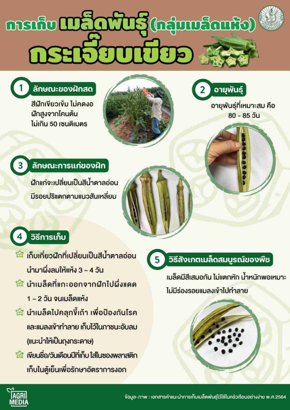 การเก็บเมล็ดพันธุ์กระเจี๊ยบเขียว (กลุ่มเมล็ดแห้ง)