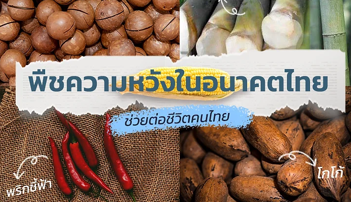 พืชเศรษฐกิจของไทยพลังขับเคลื่อนเศรษฐกิจและการพัฒนาที่ยั่งยืน