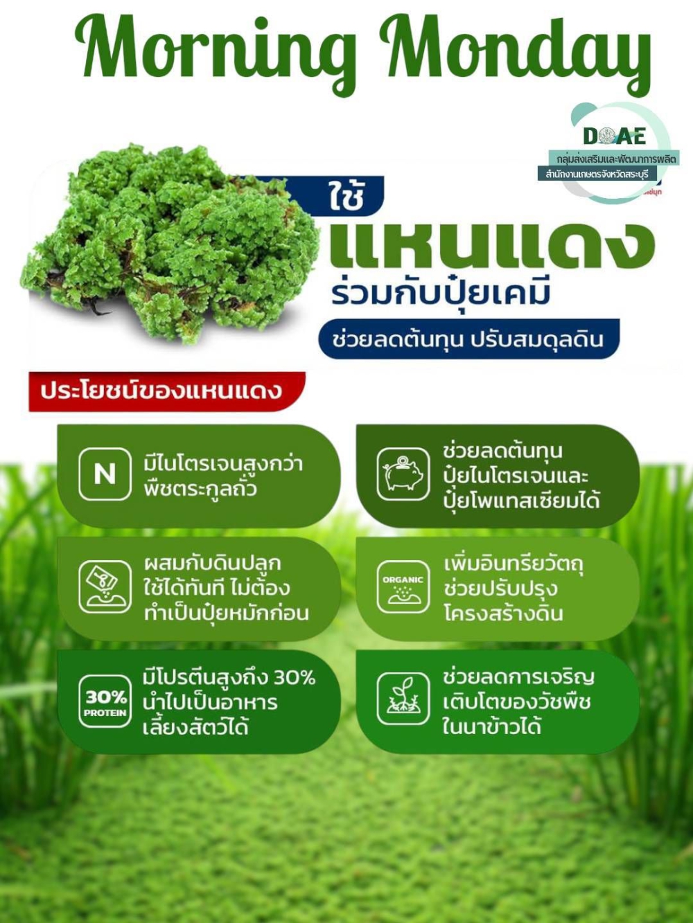 ใช้แหนแดงร่วมกับปุ๋ยเคมี ช่วยลดต้นทุน ปรับสมดุลดิน