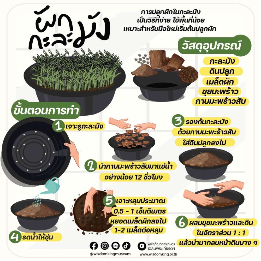 ผักกะละมัง