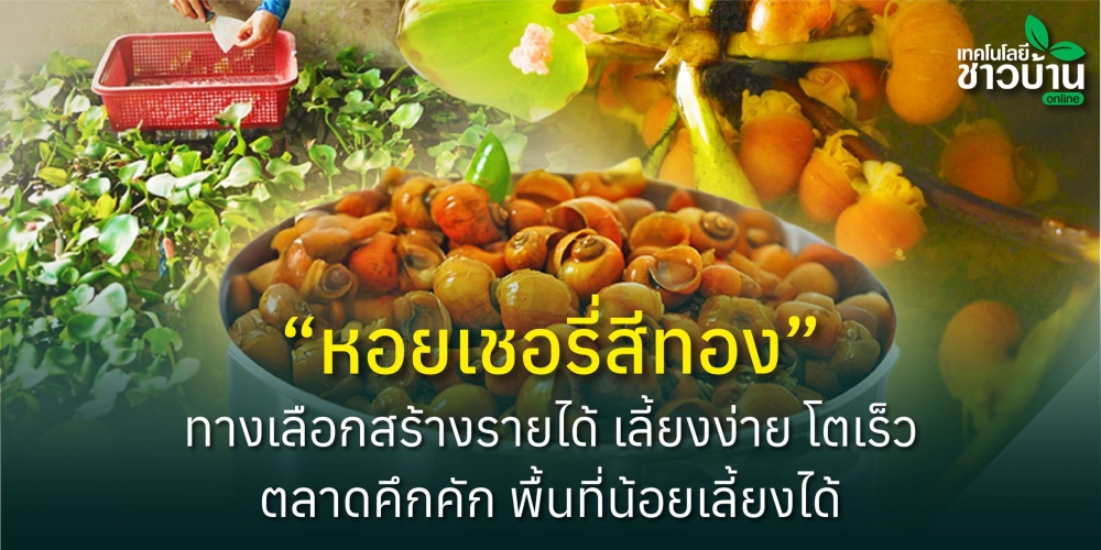 หอยเชอรี่สีทองทางเลือกสร้างรายได้