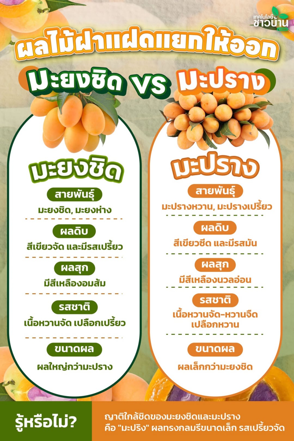 ผลไม้ฝาแฝดแยกให้ออกระหว่างมะปราง และ มะยงชิด