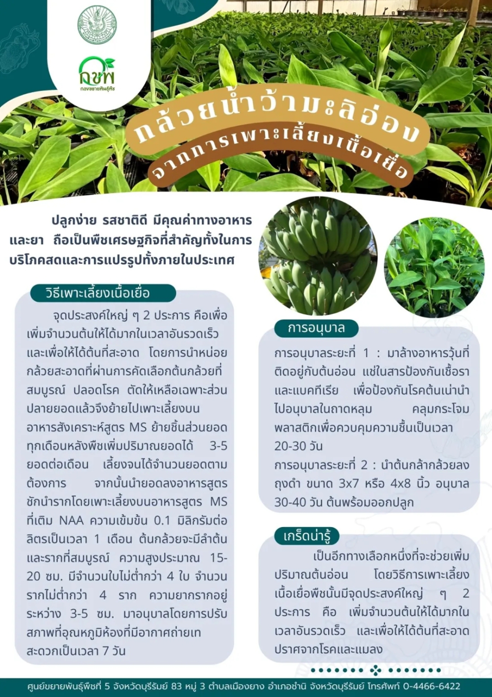 กล้วยน้ำว้ามะลิอ่อง จากการเพาะเลี้ยงเนื้อเยื่อ