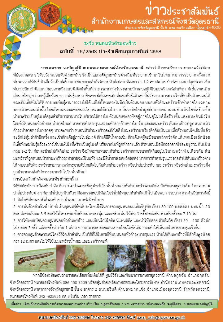 ระวังหนอนหัวดำมะพร้าวฉบับที่16/2568ประจำเดือนกุมภาพันธ์