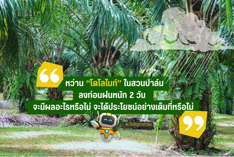 สวนปาล์มน้ำมันหว่านโดโลไมท์ลงก่อนฝนหนัก