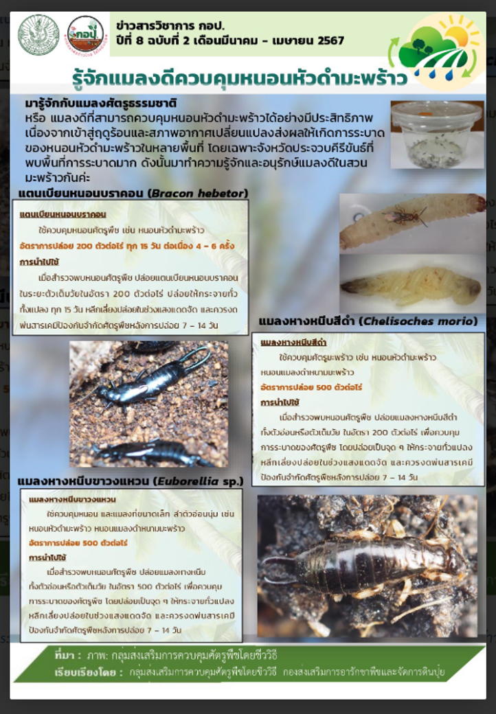 รู้จักแมลงดีควบคุมหนอนหัวดำมะพร้าว