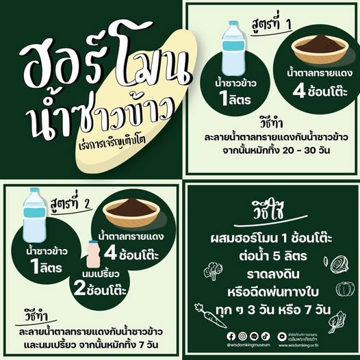 ฮอร์โมนน้ำซาวข้าว เร่งการเจริญเติบโต