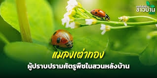 “แมลงเต่าทอง” ผู้ปราบปรามศัตรูพืชในสวนหลังบ้าน
