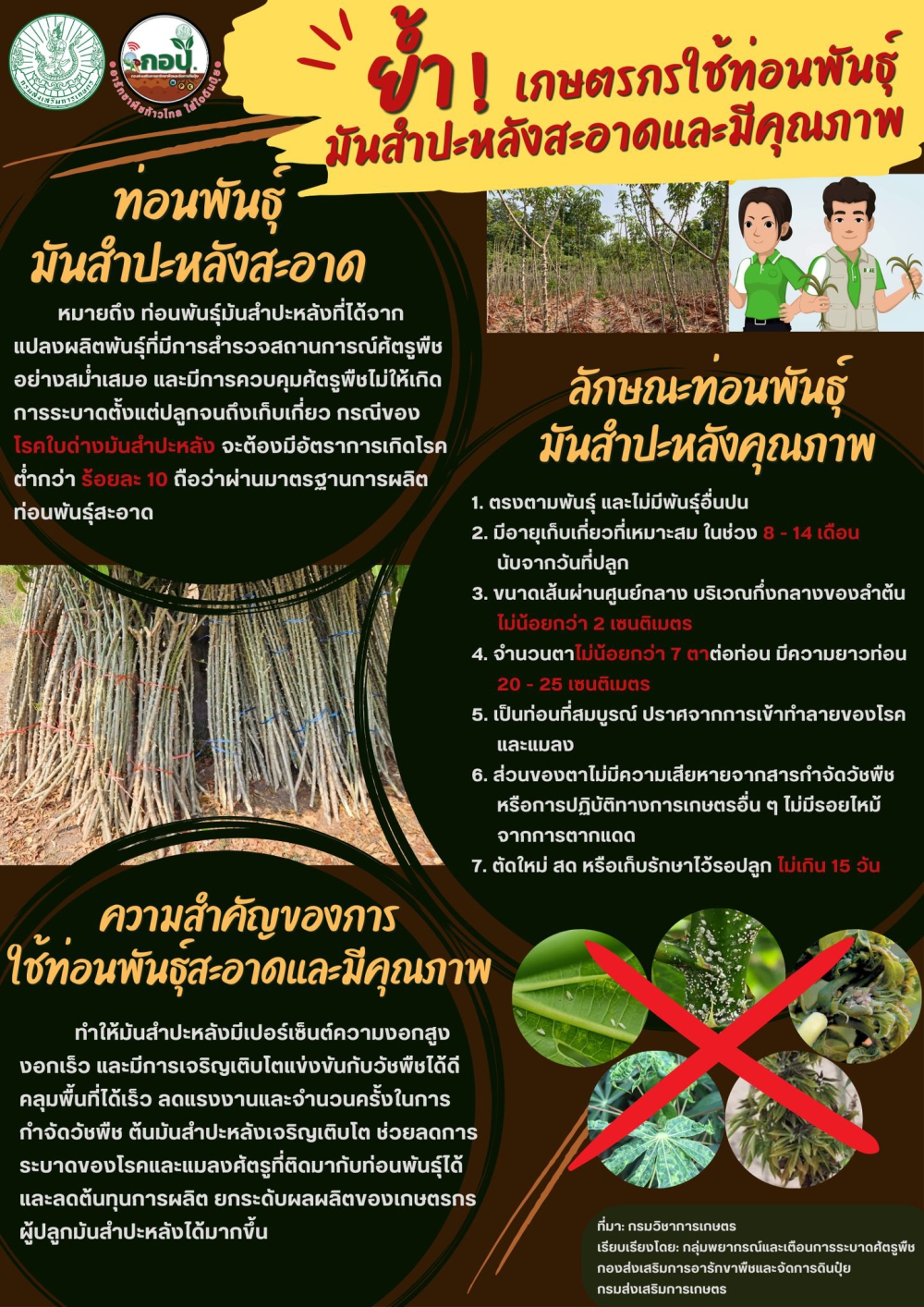 ย้ำเกษตรกรใช้ท่อนพันธุ์มันสำปะหลังสะอาดและมีคุณภาพ
