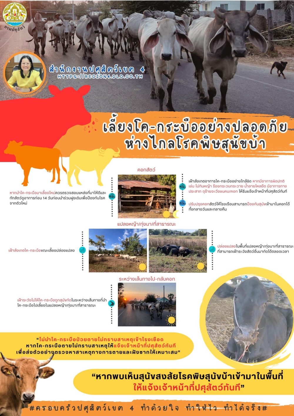เลี้ยงโค-กระบือ อย่างปลอดภัยห่างไกลโรคพิษสุนัขบ้า