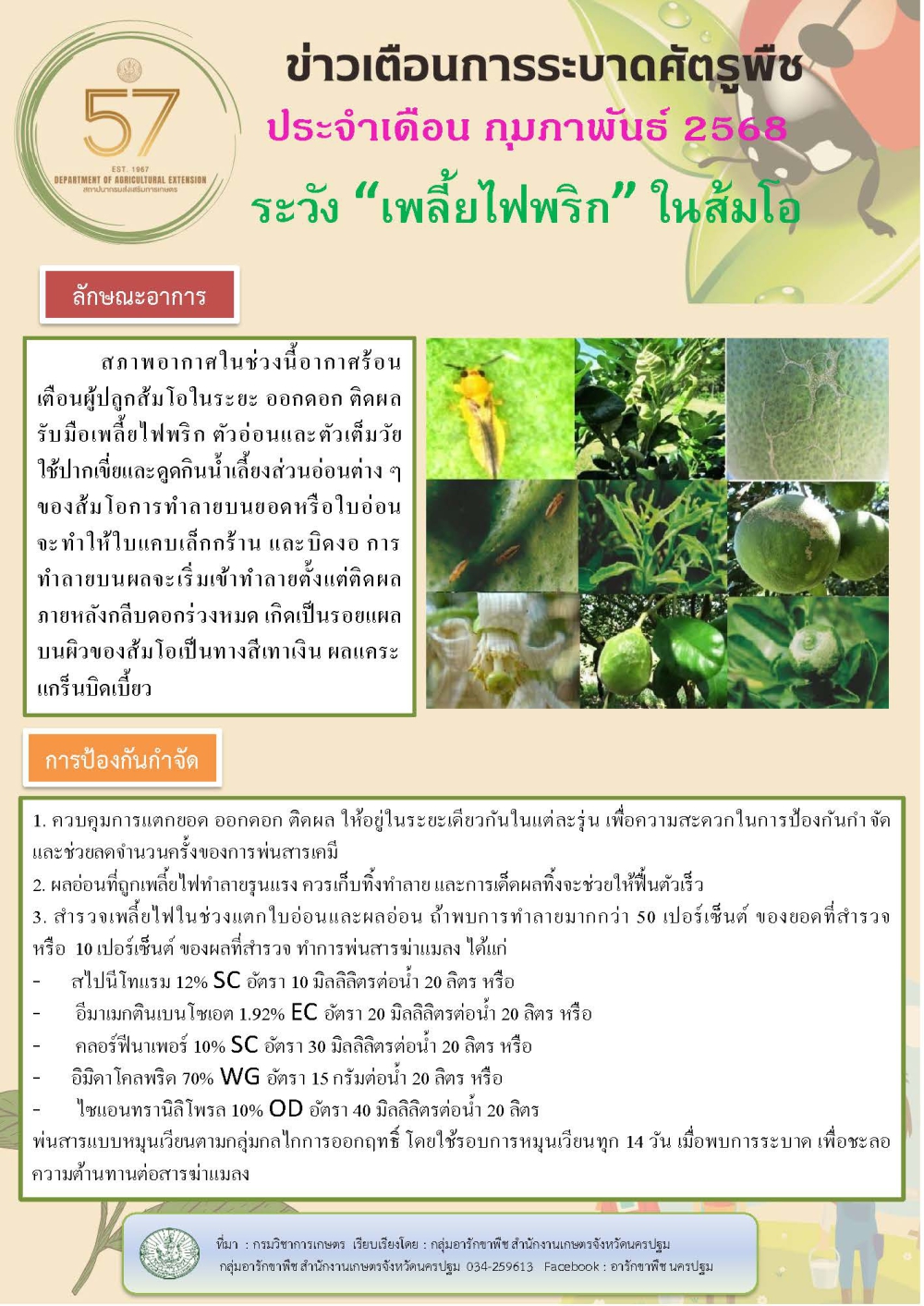 เพลี้ยไฟพริก