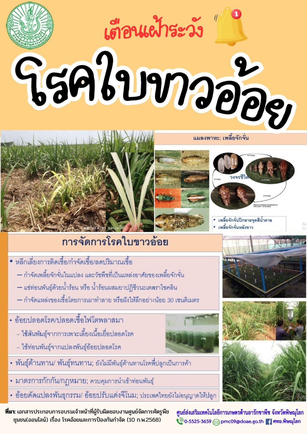 เตือนเฝ้าระวัง! โรคใบขาวอ้อย