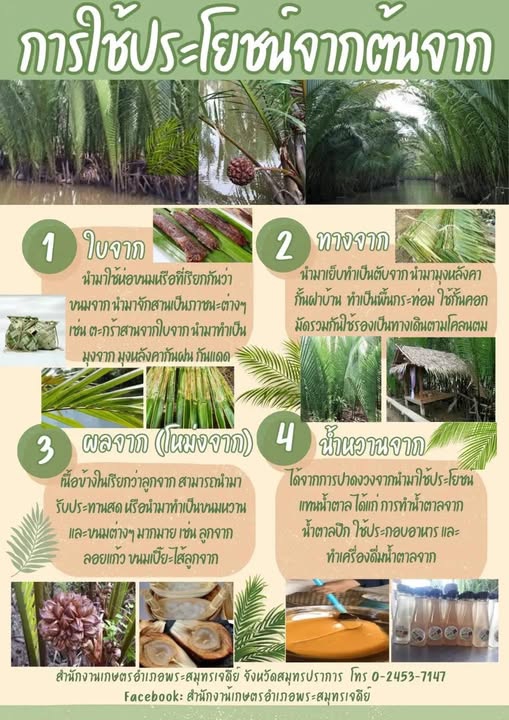 การใช้ประโยชน์จากต้นจาก