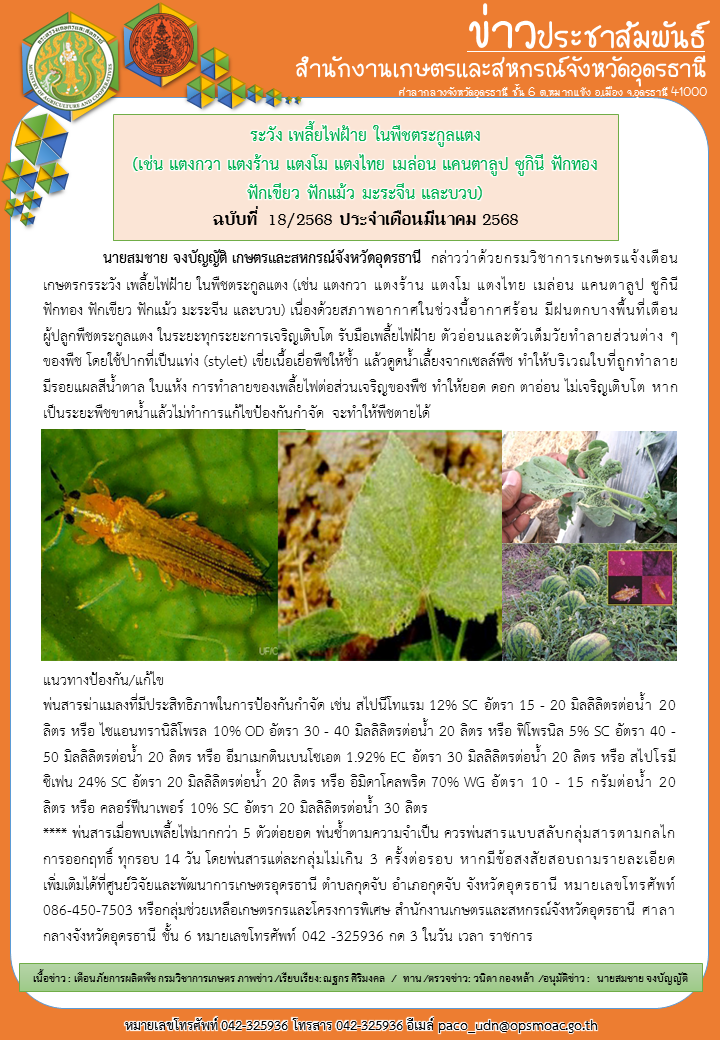 ระวังเพลี้ยไฟฝ้ายในพืชตระกูลแตง(เช่น