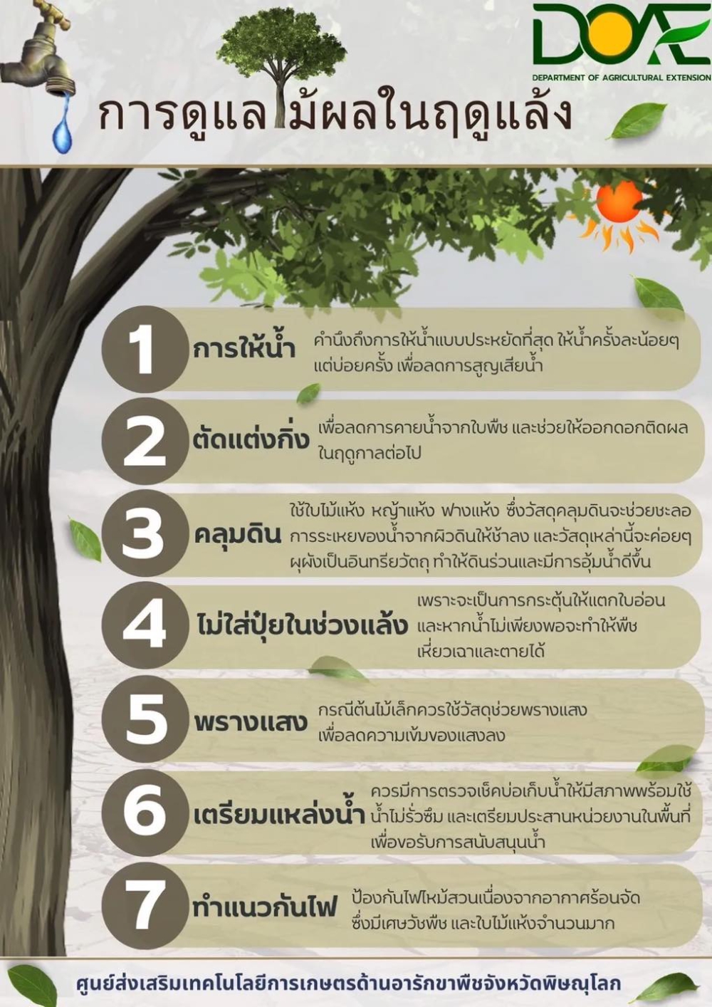 การดูแลไม้ผลในฤดูแล้ง