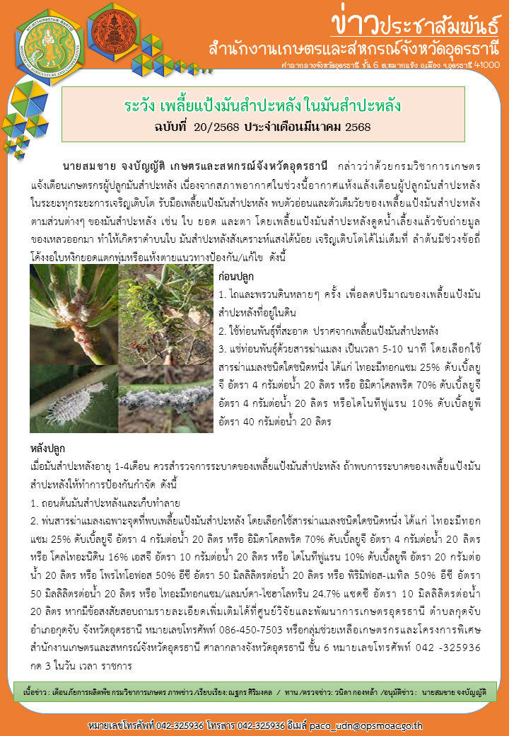 ระวังเพลี้ยแป้งมันสำปะหลัง