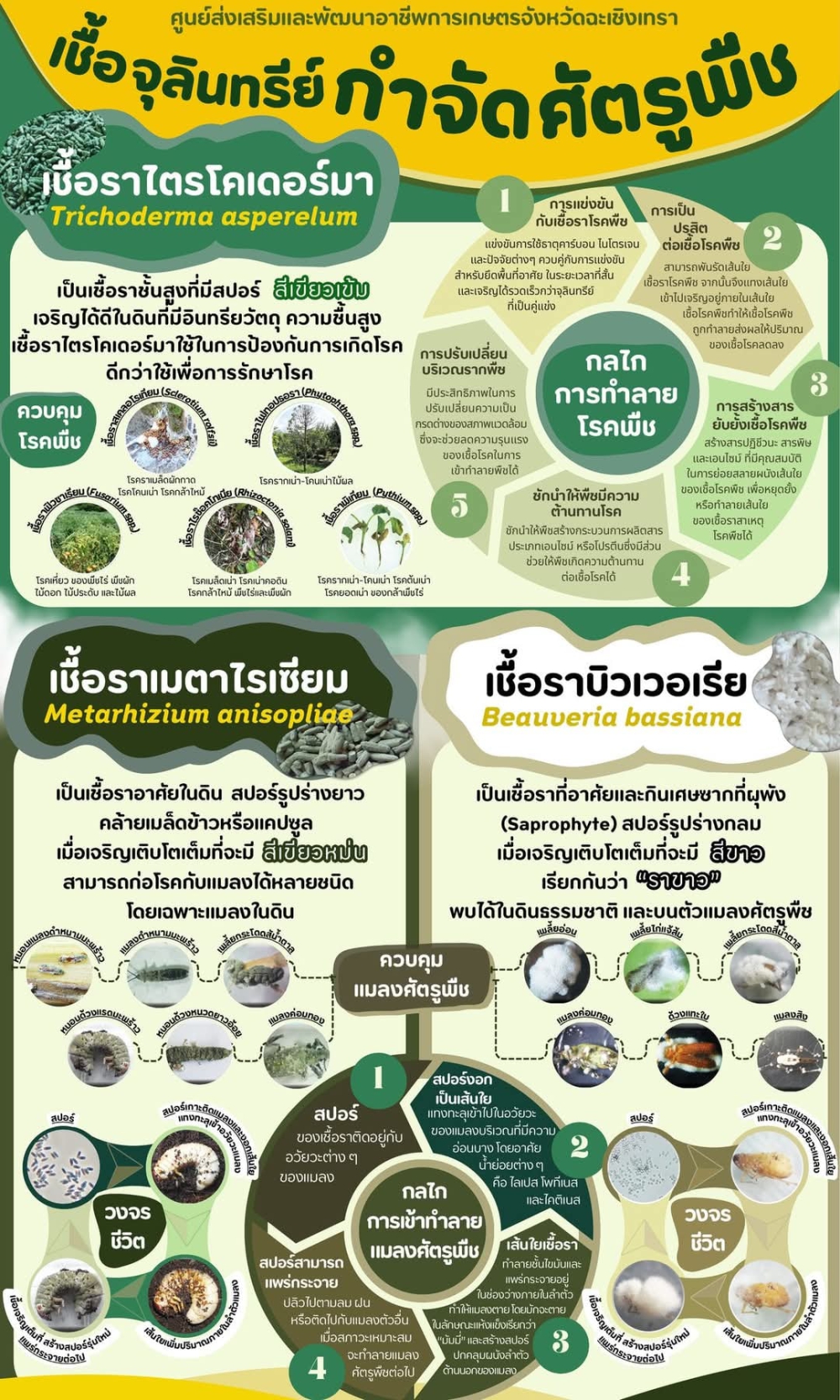 เชื้อจุลินทรีย์ กำจัดศัตรูพืช