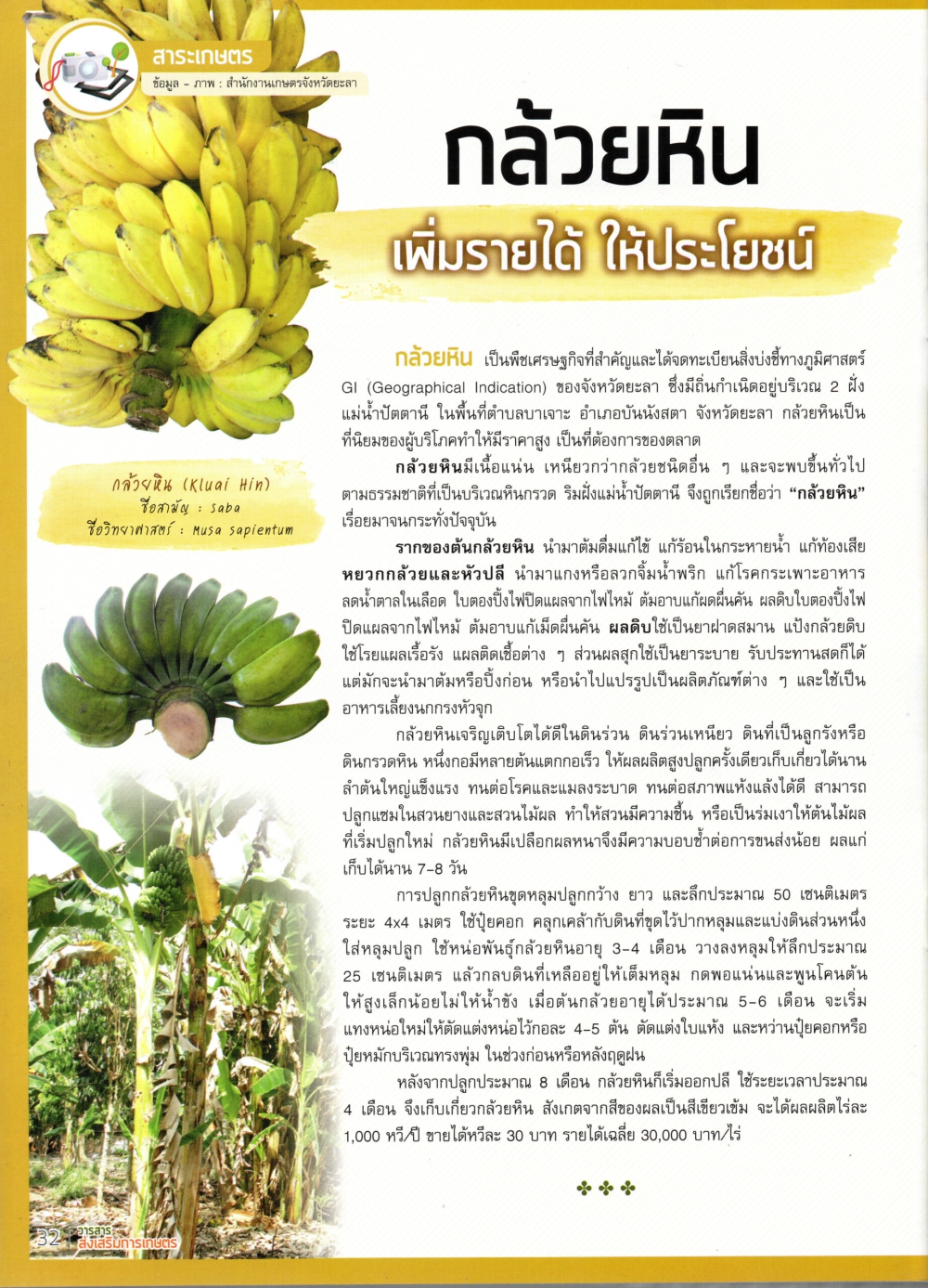 กล้วยหิน ปลูกง่าย