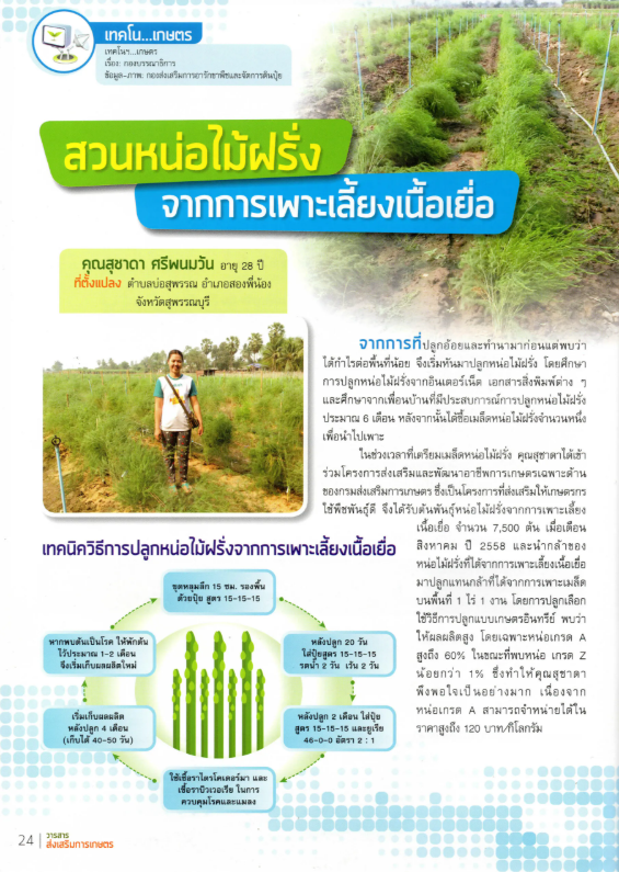 สวนหน่อไม้ฝรั่งจากการเพาะเลี้ยงเนื้อเยื่อ