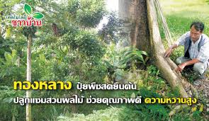 ทองหลาง…ปุ๋ยพืชสดยืนต้น