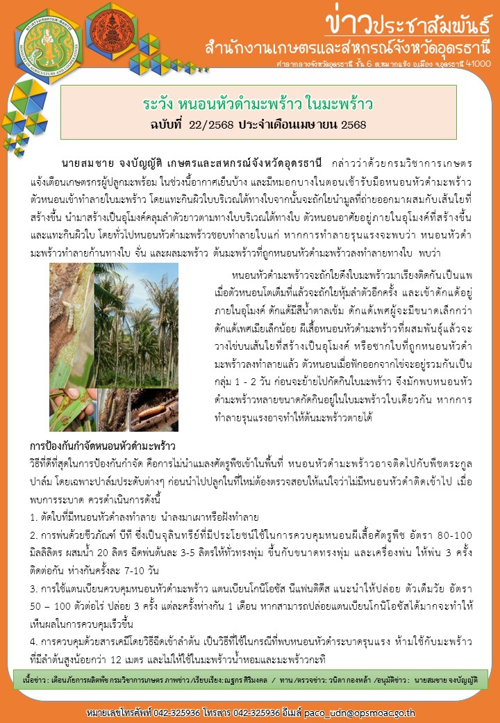 ระวัง หนอนหัวดำมะพร้าว ในมะพร้าว