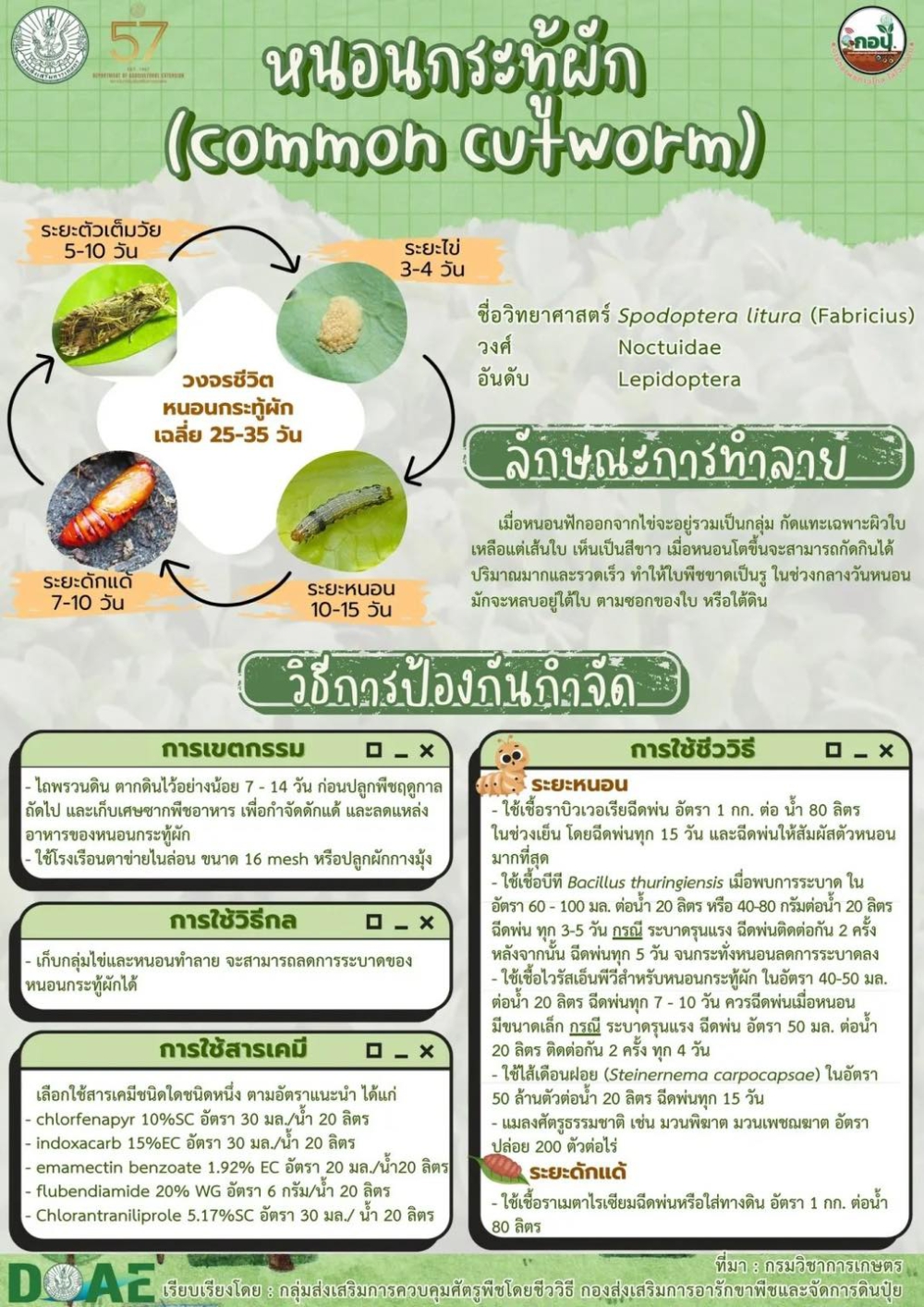 หนอนกระทู้ผัก