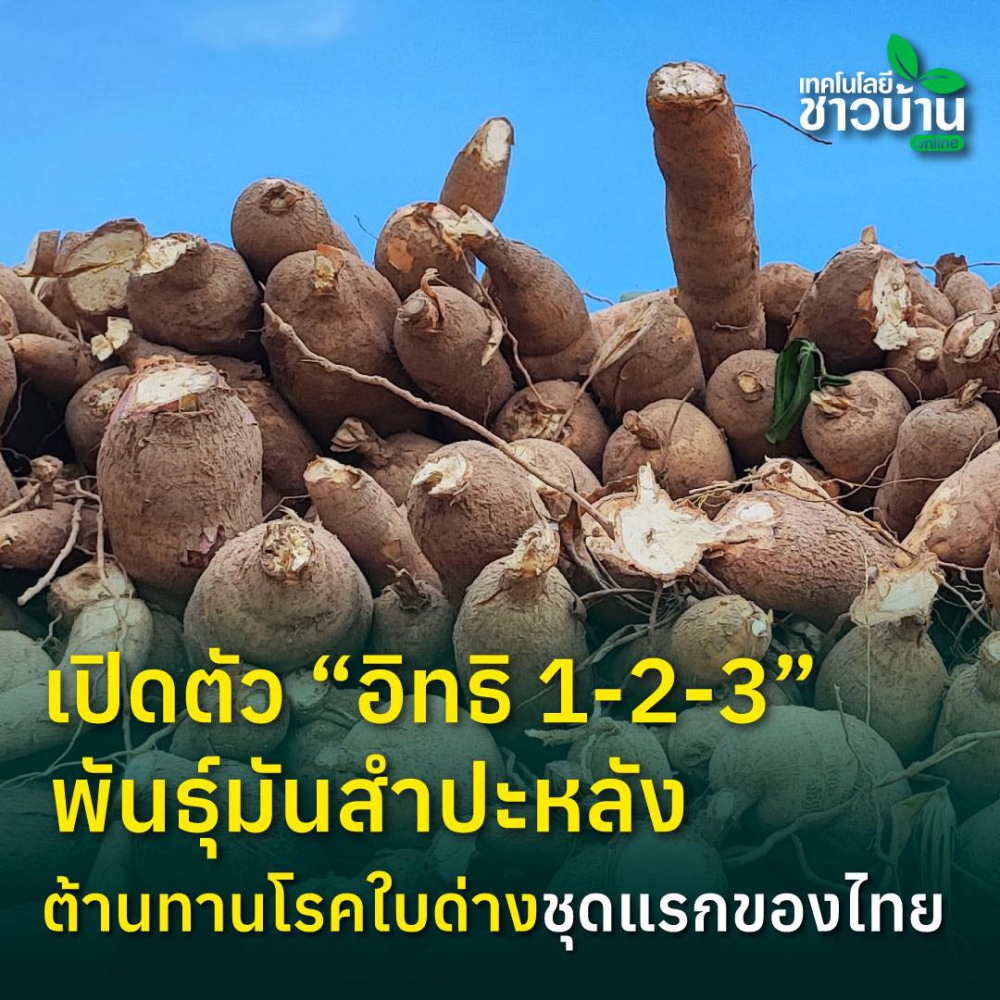 เปิดตัว“อิทธิ1-2-3”พันธุ์มันสำปะหลัง