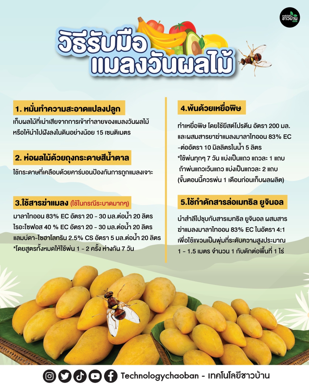 วิธีรับมือกับแมลงวันผลไม้