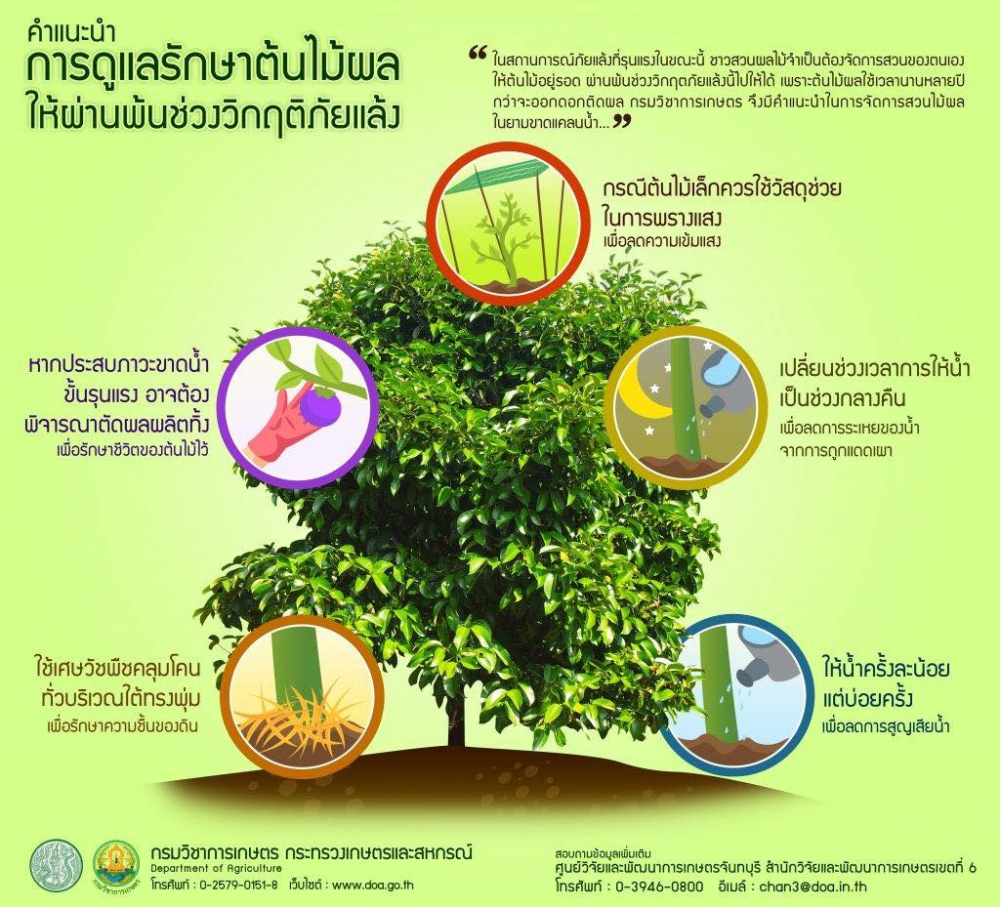 คำแนะนำการดูแลรักษาต้นไม้ผล