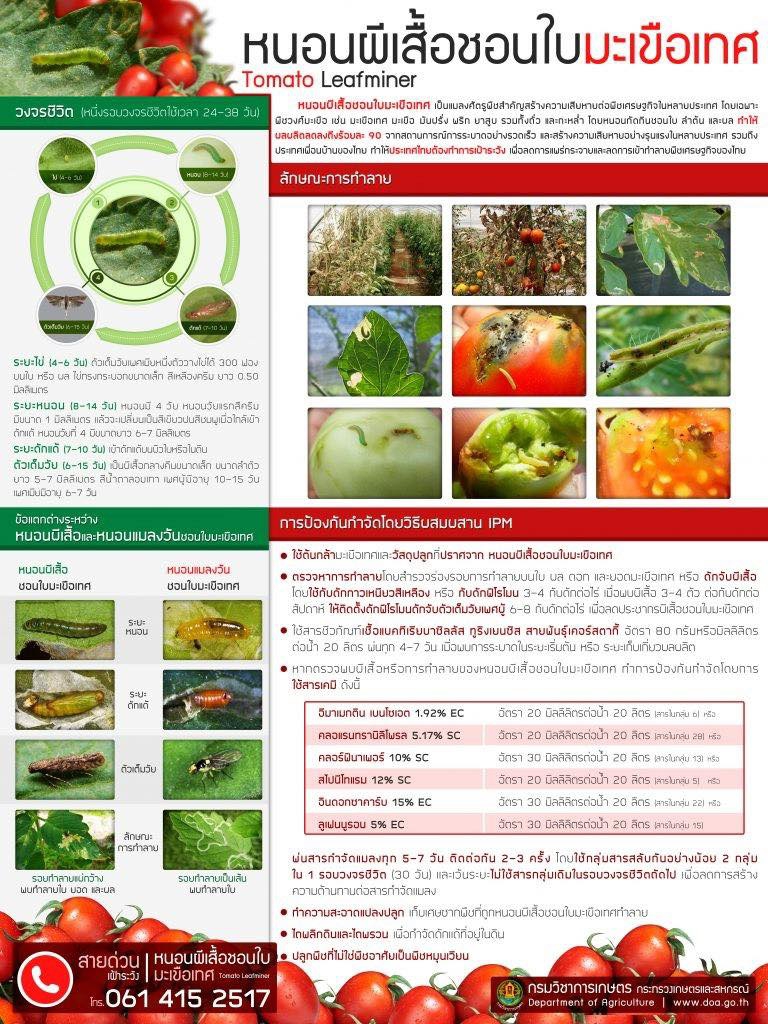 มารู้จัก หนอนผีเสื้อชอนใบมะเขือเทศ TOMATO LEAFMINER