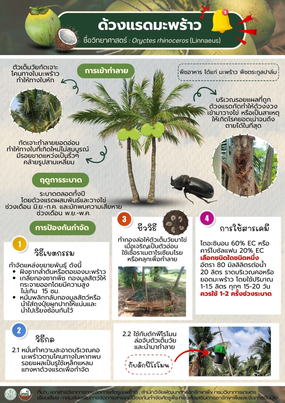 เตือนเกษตรกรผู้ปลูกมะพร้าวและพืชตระกูลปาล์มระวังด้วงแรดมะพร้าวระบาด