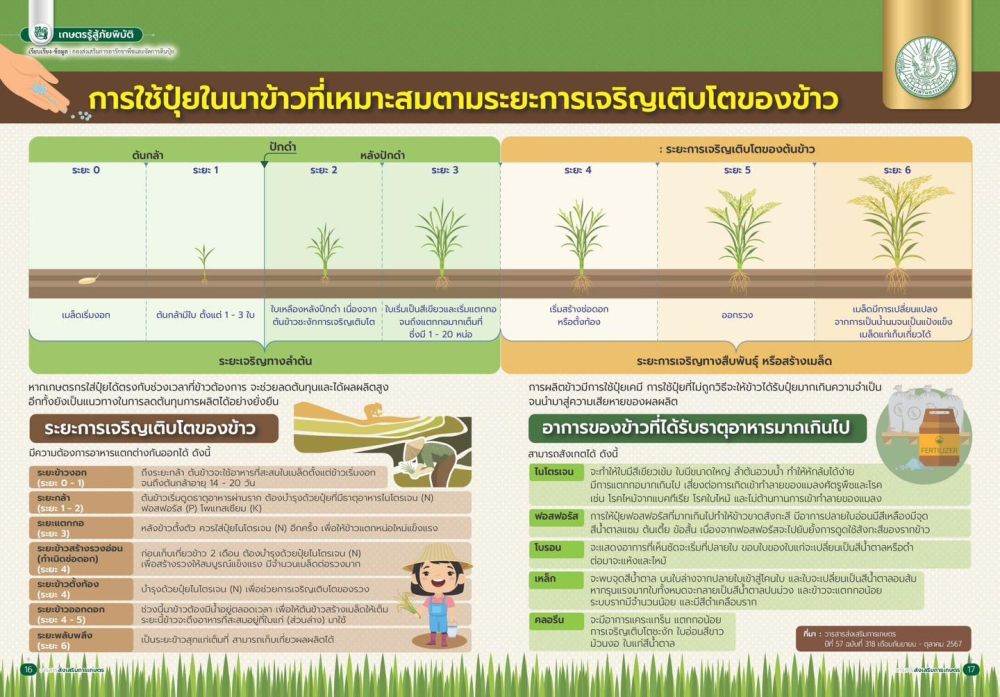 การใช้ปุ๋ยในนาข้าวที่เหมาะสมตามระยะการเจริญเติบโตของข้าว.