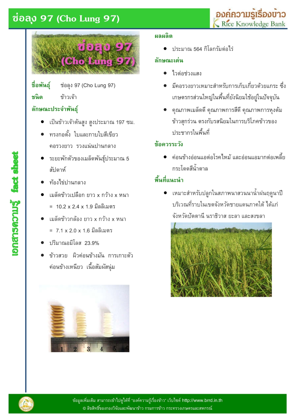 ข้าวช่อลุง 97 (Cho Lung 97)