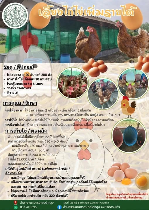 เลี้ยงไก่ไข เพิ่มรายได้
