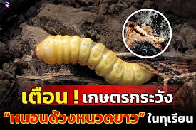 ระวัง หนอนด้วงหนวดยาว ในทุเรียน