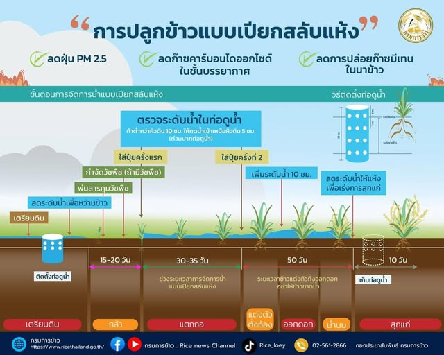 การปลูกข้าวแบบเปียกสลับแห้ง ช่วยอะไรได้บ้าง?
