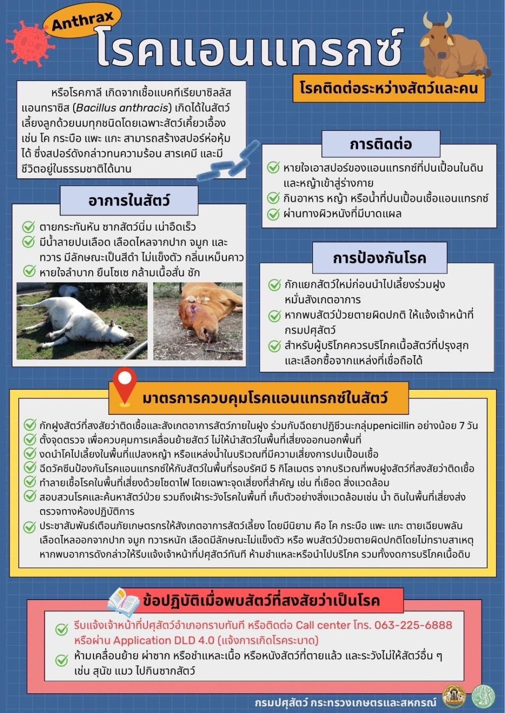 โรคแอนแทรกซ์ โรคติดต่อระหว่างสัตว์และคน