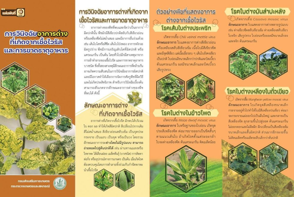 การวินิจฉัยอาการด่างที่เกิดจากเชื้อไวรัส