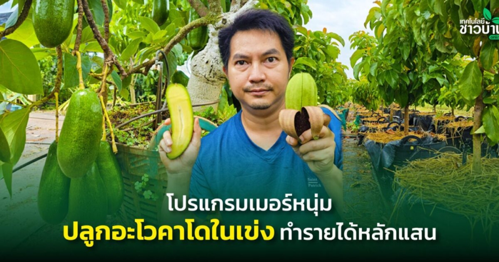 โปรแกรมเมอร์หนุ่ม